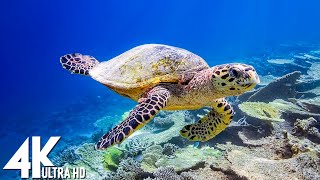 11 HOURS of 4K Underwater Wonders  Relaxing Music  Coral Reefs amp Colorful Sea Life in UHD [upl. by Nnagrom]