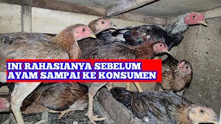 ini rahasianya sebelum ayam dikirim ke konsumen dijamin untung jadi lebih banyak [upl. by Wake541]