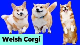 Welsh Corgis Doing Cute Funny and Naughty Things 1  Dogs Doing Things [upl. by Nedry]