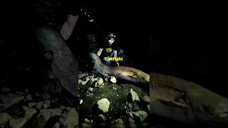 The Largest Catfish on earth The Silurus Glanis fish fishing catfish bigcatfish fyp [upl. by Lzeil]