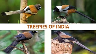 Treepies of India 🇮🇳  Birds  Indian Birds [upl. by Bertha]