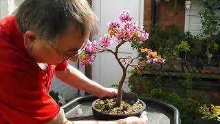 90 Cercis Siliquastrum Judas Tree  Tree of the month competition Blossom Time [upl. by Valaria449]