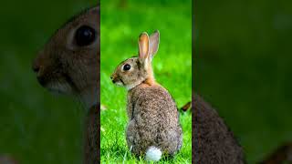 Tail looks like a cotton ball 🙀 Eastern Cottontail ²  Observed in Description [upl. by Sulamith]