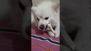 Adorable Culture Pom Puppy Enjoys Bone with Pure ExcitementRajjamwaldog [upl. by Kalbli]