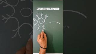 Neuron Diagram Easy Method😲👍 shorts ytshorts neuron diagram neurondiagram [upl. by Serica]