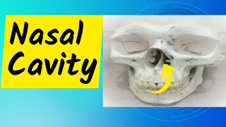 Nasal Cavity Part 1 Conchae meatuses sphenoethmoidal recess and nasolacrimal duct opening [upl. by Rahcir]