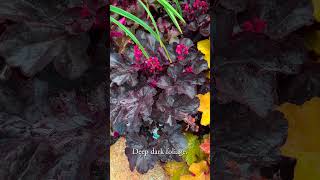 Heuchera for 2025 gardening [upl. by Ettezzil]