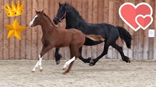 Made for each other❤️ Queen👑Uniek amp Rising Star⭐ together in the inside arena  Friesian Horses [upl. by Ahsikyt]