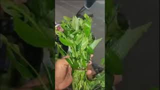 Benefits of Leafy Vegetables leafyvegetable youtubeshorts trending video telugushorts [upl. by Atig]