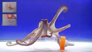 Octopus Intelligence Experiment Takes an Unexpected Turn [upl. by Dareen1]