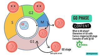 G0 Phase of Cell Cycle or Quiescent phase in 3 Minutes [upl. by Ellebana]