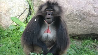 Gelada mannengroep  Gelada baboon male group  Diergaarde Blijdorp 2018 [upl. by Hertz]