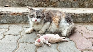 Old mother cats eyes filled with tears as she watching her poor kitten struggle to survive [upl. by Essy]