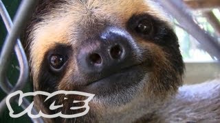 Baby Sloth Sanctuary In Costa Rica  The Cute Show [upl. by Atikel]