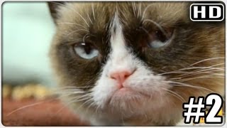 Discover grumpiest cat ever in TV show [upl. by Olga]