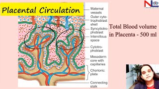 Placental circulation  Nursing Lecture [upl. by Reider266]