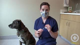 How to Administer Insulin to Your Dog at Home [upl. by Gladdy]