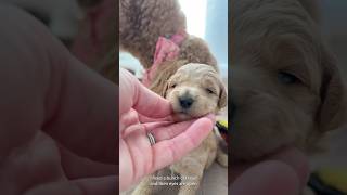 Sound Training with my 8 Goldendoodles puppy dayinthelife goldendoodlepuppy [upl. by Glenna]