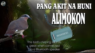 Pang aakit na Huni nang Alimokon  White Eared Brown Dove call [upl. by Norrek652]