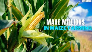 IS MAIZE FARMING PROFITABLE [upl. by Neel]