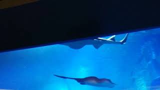 Sawfish at Dubai Mall Aquarium 05062020 [upl. by Rhea]