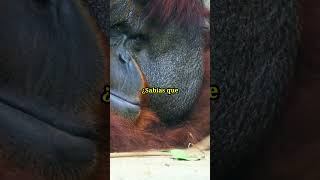 fascinantes curiosidades sobre los orangutanes datos vida mundo curiosidades animales [upl. by Lorraine]