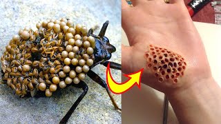 10 Most Dangerous Bugs in the World [upl. by Anselm999]