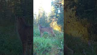 Yukon wildlife Grizzly wolf lynx [upl. by Amrac]