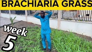 Week 5 How To Grow Brachiaria GrassMulato Grass For Livestock Are My Brachiaria Grass Destroyed [upl. by Hayarahs]