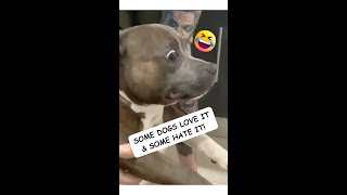 😂 Dogs Being Dog Gone Hilarious Part 26 🐾 funny [upl. by Nylitak584]