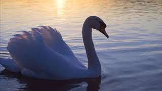 SaintSaens The Swan  Seeli Toivio amp Nazareno Ferruggio [upl. by March305]