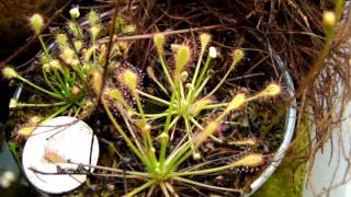 Drosera Intermedia Tropical forms Sundews Carnivorous Plants [upl. by Desmund507]