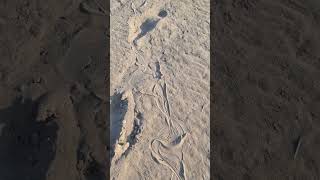 Wohin führt mich diese Spur 😱🐍Schlange am Strand Cavallino [upl. by Nellda]