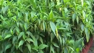 Know your Medicine plant Basak  বাসক Justicia adhatoda [upl. by Llewop]