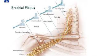 Upper Extremity Nerve Blocks 2020  Dr Bauereis [upl. by Leikeze]