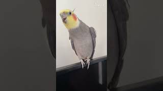 Cockatiel Sings amp Dances on TV 🎤🐦 [upl. by Dnalloh]