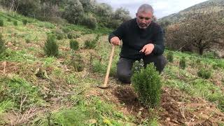 BİBERİYE OTU Rosmarinus officinalis L [upl. by Sirahc]