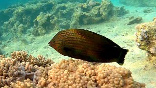 Dusky wrasse Halichoeres marginatus Темный тамарин [upl. by Heber]