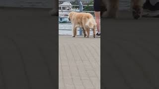 retriever enjoys the seawall stroll [upl. by Sremlahc]