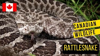 Ontarios Only Venomous Snake The Massasauga Rattlesnake [upl. by Maher454]