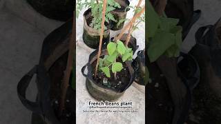 French beans plantRooftopandterracekitchengarden beans plants vegetables shorts nature [upl. by Omora209]