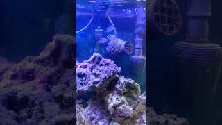 Acclimating my 3 new chromis PART 1 shorts [upl. by Harlin288]