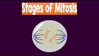 Stages of Mitosis  Biology Animation [upl. by Bible]