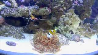 Clownfish Feeding Anemone [upl. by Llerehs]