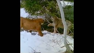 Canadian Lynx vs Mountain Lion Very rare fight [upl. by Odlaw]