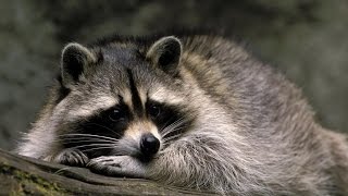 13 Amazing Things About Raccoons [upl. by Athalla]