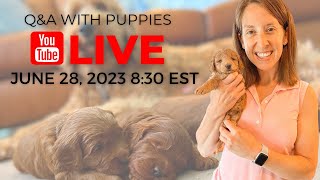 Playtime for 7 week old Goldendoodle Puppies  Live QampA [upl. by Selle]