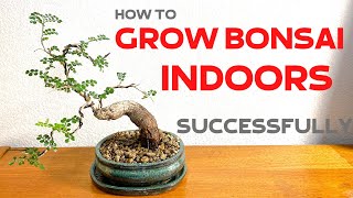 How to grow Bonsai trees indoors successfully [upl. by Noicpesnoc202]