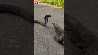 Monitor lizard vs cobra fight PART1 viralshortshortanimalfightdangerytshortsuttarakhand [upl. by Narruc]