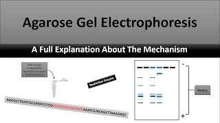 The Principle of Agarose Gel Electrophoresis a full explanatory video [upl. by Garap]